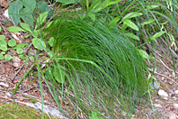 Festuca flavescens